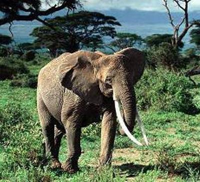 elefante-jungla