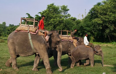 Elefantes Nepal