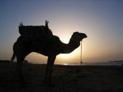 camello-marrakech_19-109953