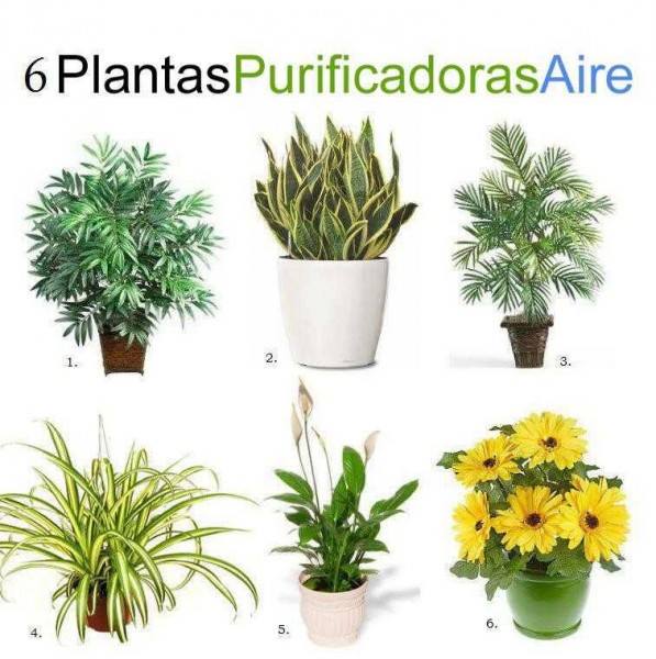 PLANTAS PURIFICADORAS DEL AIRE