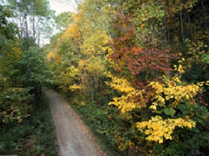 Autumn-Roadway,-Smoky-Mount