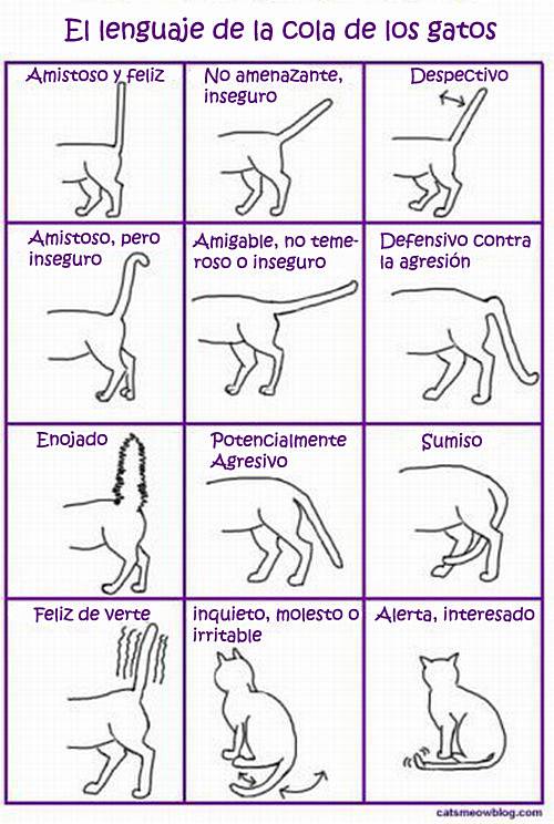 el_lenguaje_de_la_cola_de_los_gatos