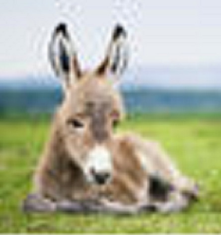stock-photo-young-baby-donkey-56053477