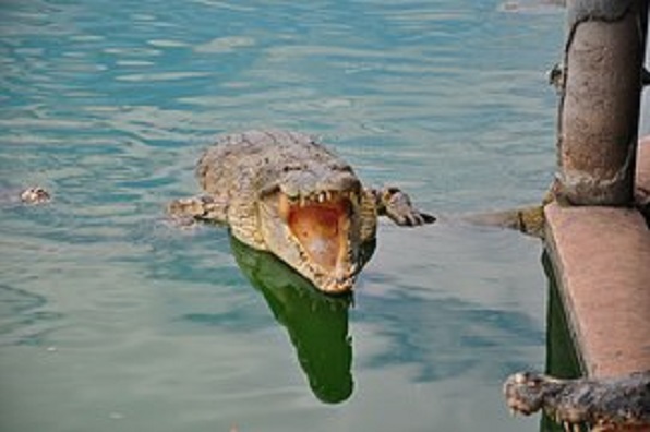 crocodile-993823__180