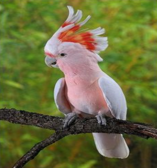 LO QUE CONOZCO SOBRE LAS CACATÚAS ROSADAS (MICRORRELATO)