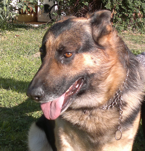 MI RELACIÓN CON TROYANO, MI PERRO (VIVENCIAS MÍAS)