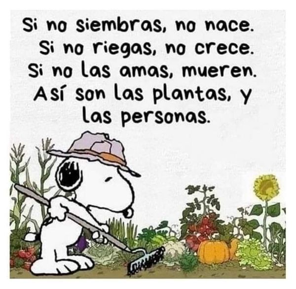 SOBRE LAS PLANTAS Y LAS PERSONAS