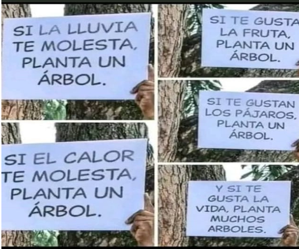 SEMBREMOS ÁRBOLES Y SALVEMOS A LOS QUE EXISTEN