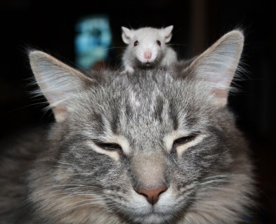 UN HOMBRE, UN GATO Y UN HAMSTER (RELATO)