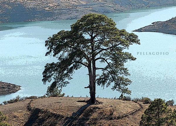 LE QUITARON LA VIDA A UN ÁRBOL (RELATO)