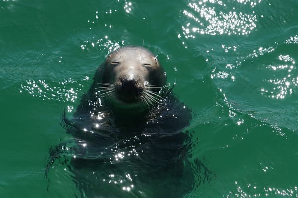 LA FOCA QUE SE ENAMORÓ DE UN PESCADOR (VIAJES)