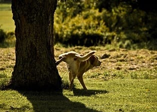 LA FÁBULA DEL ÁRBOL ENFADADO (MICRORRELATO)