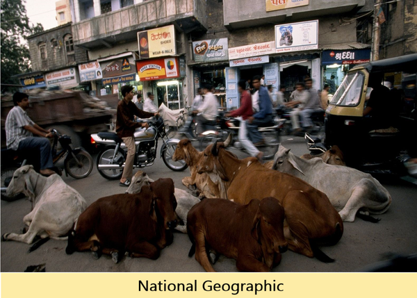 INDIA: SUS CALLES Y SUS VACAS SAGRADAS (Mis viajes alrededor del mundo)