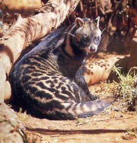 EL CAFÉ MÁS CARO DEL MUNDO ES EL INDONESIO KOPI LUWAK (CURIOSIDADES)