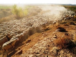 LA SABIDURÍA DE LOS REFRANES (Opinión)