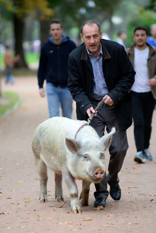 UN HOMBRE Y UN CERDO MATEMÁTICO (RELATO)